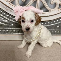 Pink collar - Parti female Goldendoodle puppy in Calico Rock, Arkansas from Cottrell’s Poodles & Doodles