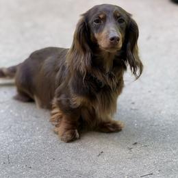Maggie - Dachshund