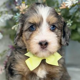Zia - Tri-color female Bernedoodle puppy in Yuciapa, California from AlltheDoodlez_