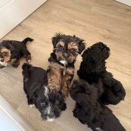Yorkshire Terrier Puppies from Tails of Joy MA