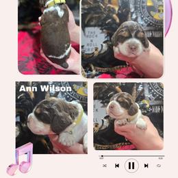 Ann WilsonGirl 2 - Liver and white female English Springer Spaniel puppy in Saginaw, Michigan from Kemerer Springers