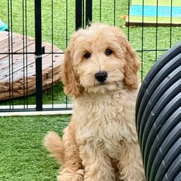 Everest - Apricot male Australian Labradoodle puppy in Anderson, California from Shaggy Doodles