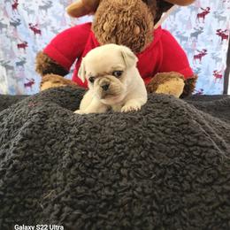 Marshmallow - White female Pug puppy in Young, Arizona from Cactus Pugs & Hugs