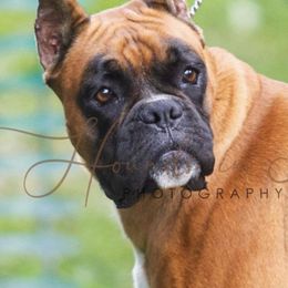 Boxer puppies from Casino Boxers