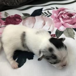 Chihuahua Puppies from Chilove Chihuahuas