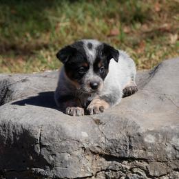 Gomez - Blue male Australian Cattle Dog puppy in Buffalo Valley, Tennessee from Buffalo Valley Breeders