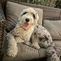 Assorted Doodle Crosses, Aussiedoodles, Bernedoodles, Cavapoos, Goldendoodles, and Sheepadoodles from Happy Top Doodles