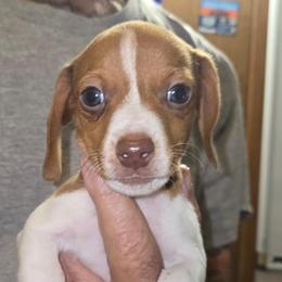 Pinto - Piebald male Dachshund puppy in New Caney, Texas from BouncinMiniWeenies
