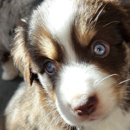 Charlie - Red Miniature American Shepherd puppy in Litchfield Park, Arizona from New Dawn Aussies