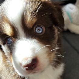 Charlie - Red Miniature American Shepherd puppy in Litchfield Park, Arizona from New Dawn Aussies