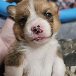 Pembroke Welsh Corgi Puppies from Short & Stout