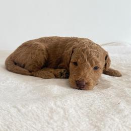 Boy 1 - Apricot male Goldendoodle puppy in Valley Farms, Arizona from Gall’s Doodle Ranch