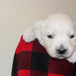 Girl 1 - Light golden female Golden Retriever puppy in Chehalis, Washington from Tradition Golden Retrievers
