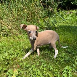 Tilly - White and fawn male Italian Greyhound puppy in Wilkes Barre, Pennsylvania from Laraz Pupz