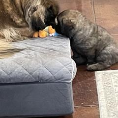 Leonberger Puppies from Sinnsro Leonbergers