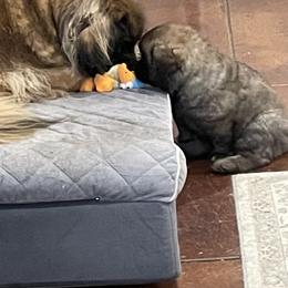 Leonberger Puppies from Sinnsro Leonbergers