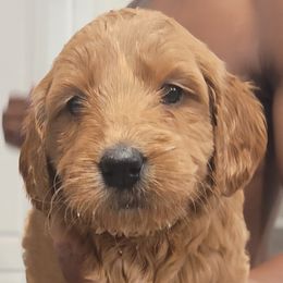 Girl 3 - Goldendoodle puppy in Florida from Adonai's Creation Doodles