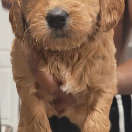 Girl 3 - Goldendoodle puppy in Florida from Adonai's Creation Doodles