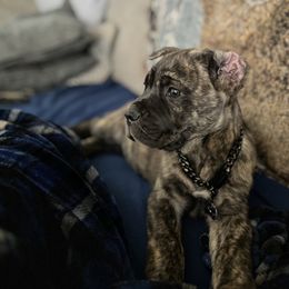 Cane Corso and Lowchen Puppies from High Royal Kennel