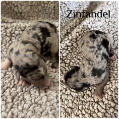 Zinfandel - Blue merle male Bordoodle puppy in Republic, Missouri from Holland Hilltop Farm