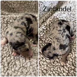 Zinfandel - Blue merle male Bordoodle puppy in Republic, Missouri from Holland Hilltop Farm