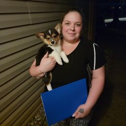 American Corgi and Pembroke Welsh Corgi Puppies from Koko's Kennels
