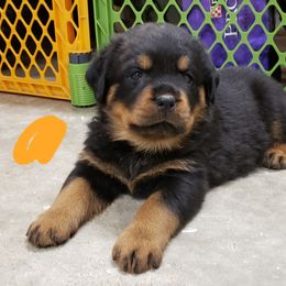 Rottweiler Puppies from SPOON RIVER ROTTWEILERS