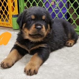 Rottweiler Puppies from SPOON RIVER ROTTWEILERS