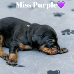 Miss Purple Collar - Black and rust female Doberman Pinscher puppy in Poolville, Texas from Tx Pups