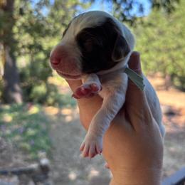 Onion - light blue collar - Liver and white male German Shorthaired Pointer puppy in Mokelumne Hill, California from Underhill GSP