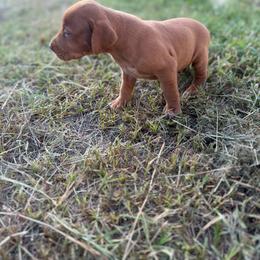 Girl 2 - Golden rust female Vizsla puppy in Blythewood, South Carolina from Mickle Farm Vizslas