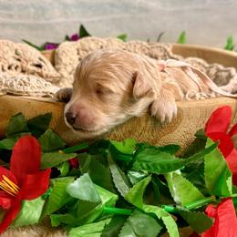 Shrimp - Apricot female Goldendoodle puppy in Haltom City, Texas from Ohana Doodles