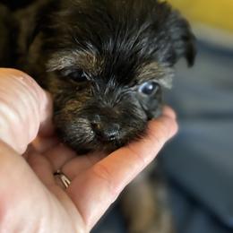 Morkie and Yorkshire Terrier Puppies from DEJAVU PUPS