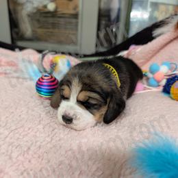 Yellow - Black tan and white female Beagle puppy in Vallejo, California from Tailwindfarm