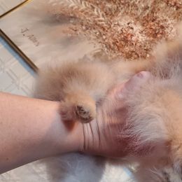 "Female : Cadbury 16 Dec 2023" Pomeranian Puppies from Fancy Paws Pomeranian