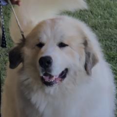 Boo - Great Pyrenees