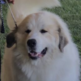 Boo - Great Pyrenees
