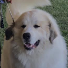 Boo - Great Pyrenees