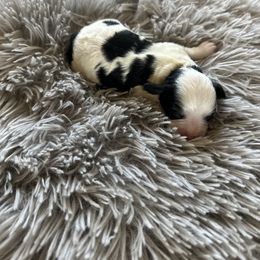 Audrey - Black and white female Cavapoo puppy in Thorndale, Texas from Hattie’s Texas Cavapoos