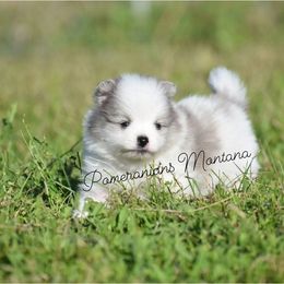 Millie (Blue Merle) - Blue merle female Pomeranian puppy in Saint Ignatius, Montana from Pomeranians Montana