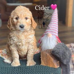 Cider - Goldendoodle puppy from North Star Dog Training