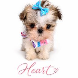Heart - Tricolor female Shih Tzu puppy in Dallas, Texas from Heart and Soul Shih Tzu