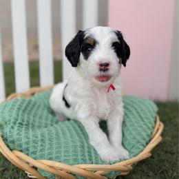 Prongs - Tri-color male Bernedoodle puppy in Apache Junction, Arizona from Coffey House Doodles
