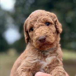 Pablo - Apricot male Poodle puppy in Athens, Georgia from Alexander’s Standard Poodles