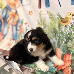 Glamour (with tail) - Black tri female Miniature American Shepherd puppy in Olympia, Washington from Shamayim Shepherds