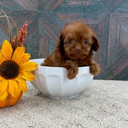 Chickadee - Red female Cavapoo puppy in Beresford, South Dakota from DAKOTA DOOD RANCH