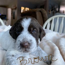 Wirehaired Pointing Griffon Puppies from Happy Hollow Griffons