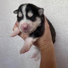 Dash - Black and white male Pomsky puppy in Mc Minnville, Oregon from West Coast Pomskies