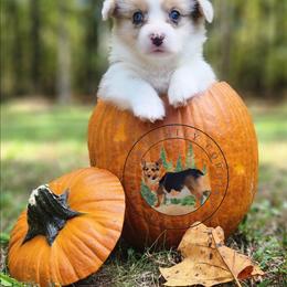 Shrimp - Blue merle and white male American Corgi puppy in Cameron, North Carolina from Butts Family Corgis