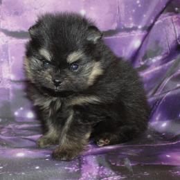 Loki - Black and tan male Pomeranian puppy in Memphis, Michigan from Magix'z Pomeranians